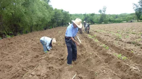 Agricultores sembrando en México