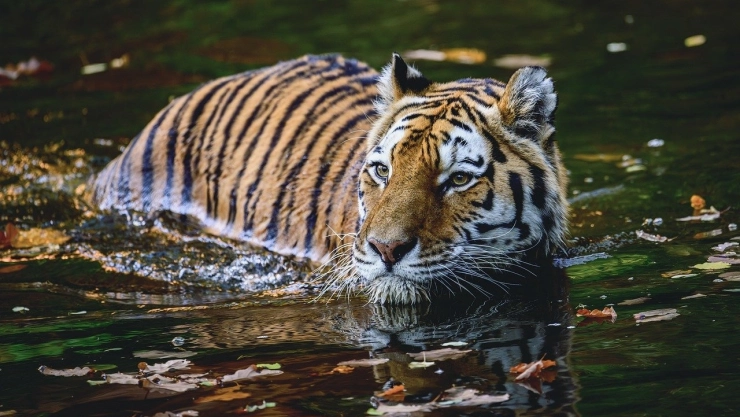 Encuentran tigre decapitado Avándaro, edomex