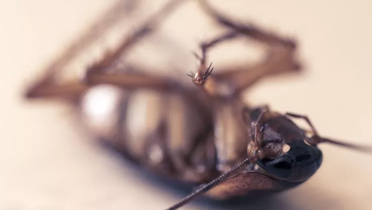 El truco para usar pan duro para preparar veneno contra las cucarachas