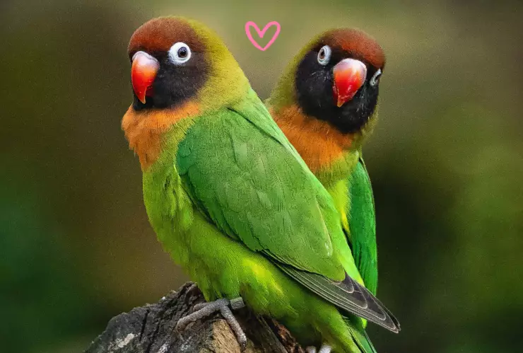 AGAPORNIS_PEXELS_Horst Dunkhorst