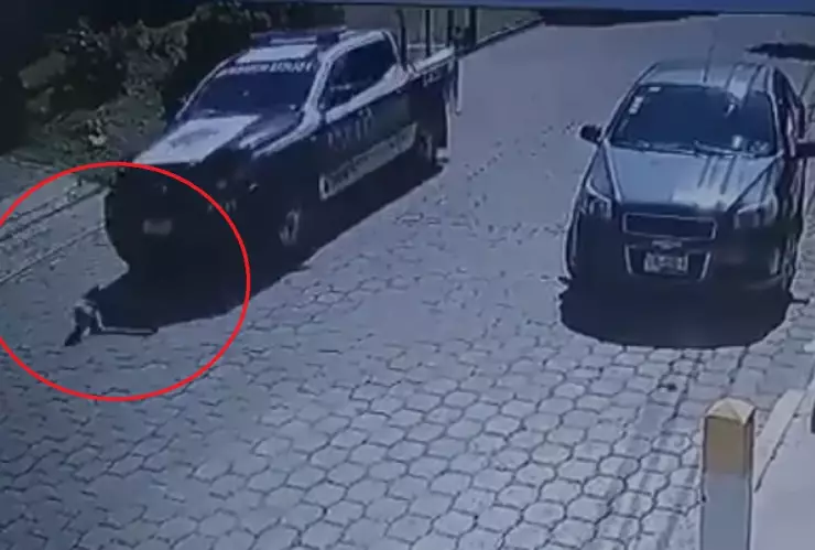 perro arrollado en papalotla