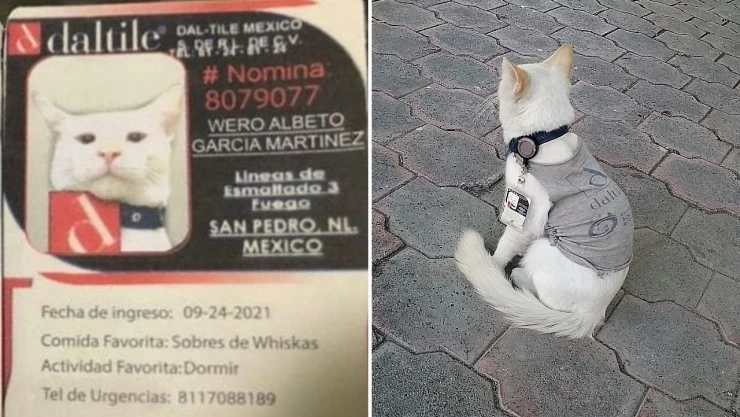 gatito_vigilante_empresa_gafete