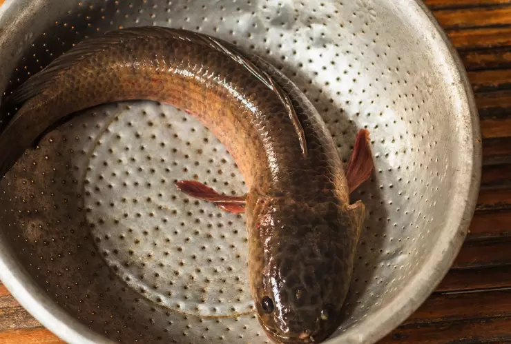 Pez cabeza de serpiente