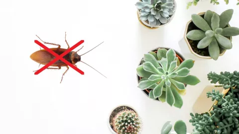 Las plantas aromáticas que sí funcionan para ahuyentar a las cucarachas