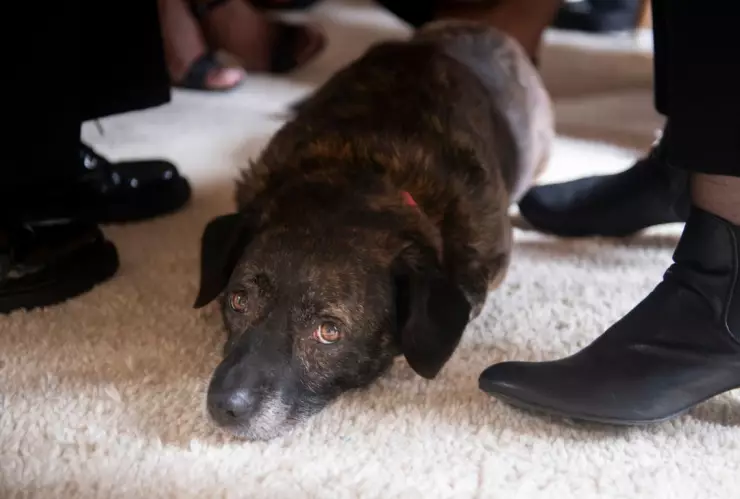 Asesinan a defensor de animales