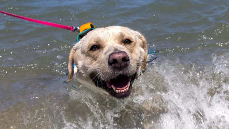 Balnearios donde aceptan perritos en Semana Santa 2025