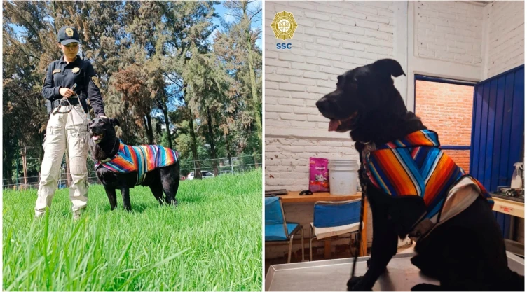 Las autoridades buscan a familiares del perrito que sobrevivió a choque en la Roma.