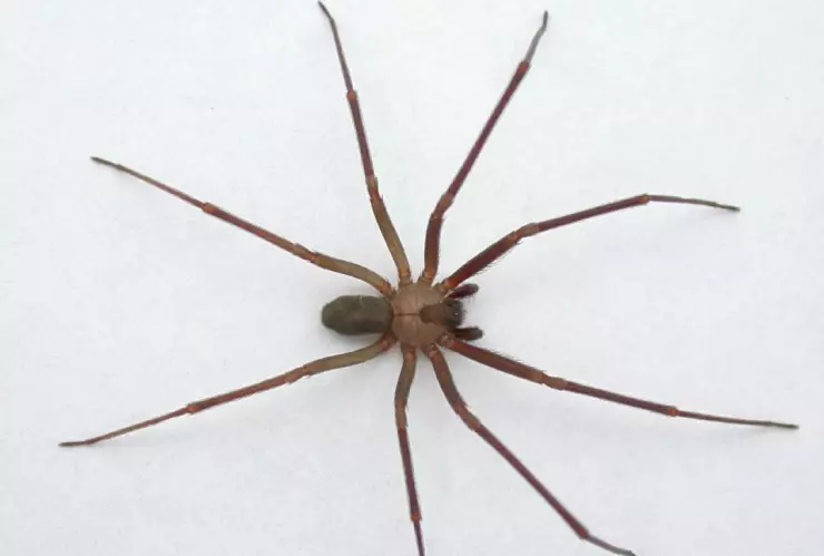 Cuando es más común encontrar arañas violinistas