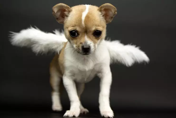 Permiso laboral para cuando fallece una mascota