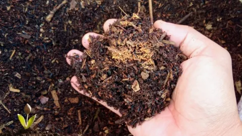 El truco casero para hacer un fertilizante natural para las plantas en primavera, según la IA.jpg