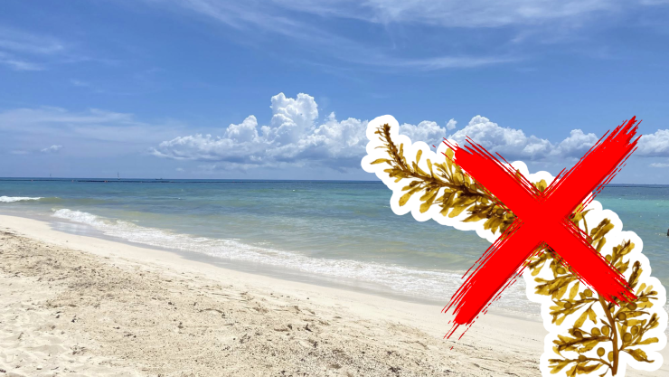 Estas son las playas sin sargazo en Cancún, Isla Mujeres, Holbox, Puerto Morelos, Playa del Carmen y Cozumel hoy 4 de septiembre de 2025.jpg