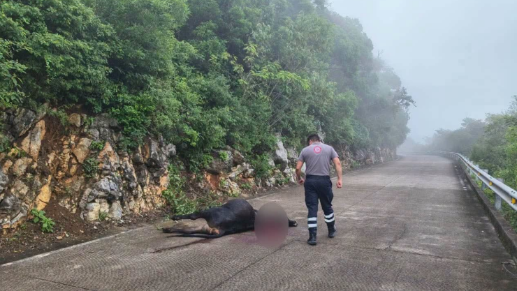 Hallan ganado mu3rto en Landa de Matamoros hoy 15 de julio 2026