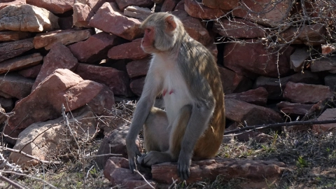 mono-22-kilometros-india