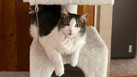 Esta es la razón por la que tu gato maúlla mucho.jpeg