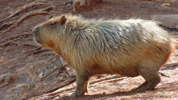 hay capibaras en yucatan donde y como verlos
