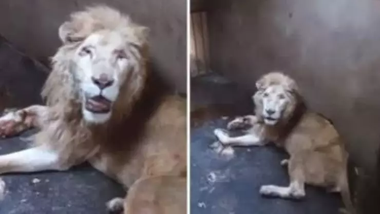 Muere león blanco de Culiacán