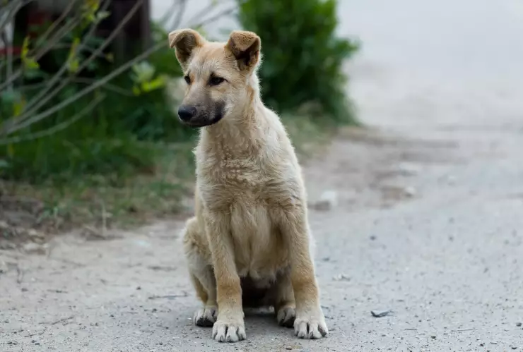 Aumenta de abandono de perros en puerto de Yucatán, huracán Milton