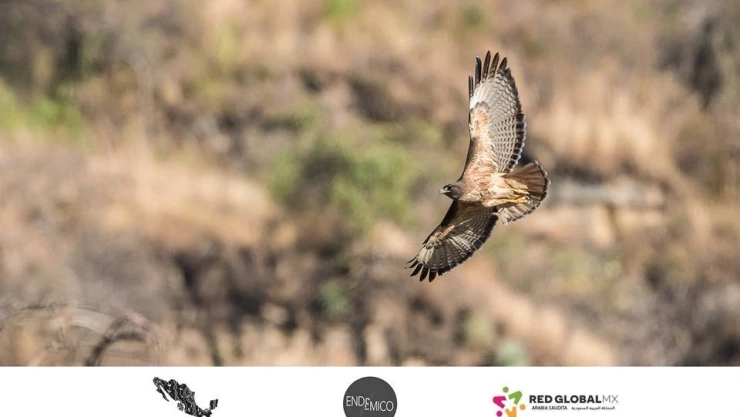 Biodiversidad mexicana