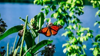 ¿Dónde ver en vivo el partido México vs Turquía gratis Fecha y horario - 2025-11-19T185654.030.jpg