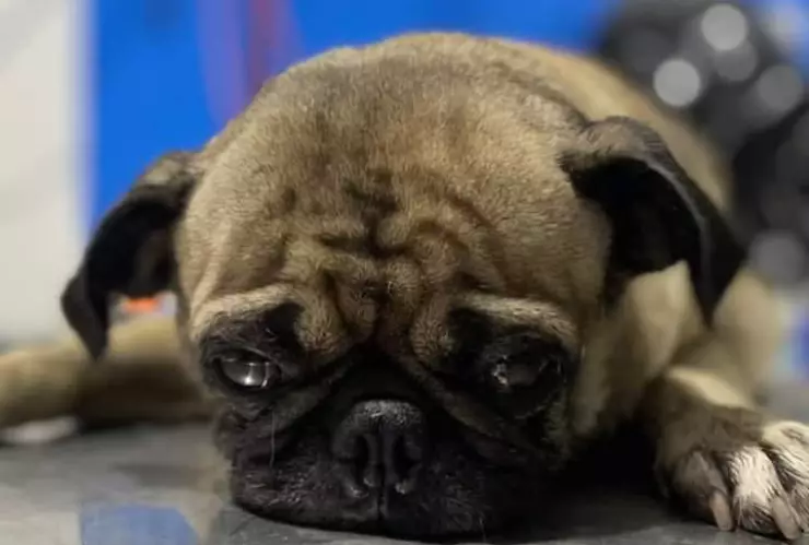 Denuncian envenenamiento masivo de mascotas en Nuevo León