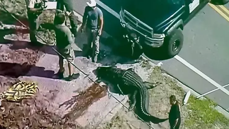 Captan cocodrilo gigante lleva restos humanos en la boca; video