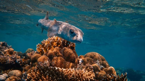 especies-desoxigenacion-oceanos-agua-calentamiento-global