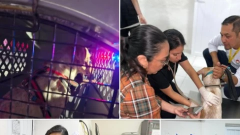 Denuncian a taxista Cancún por golpear a su perro con un martillO Nuevo caso de maltrato animal.jpg