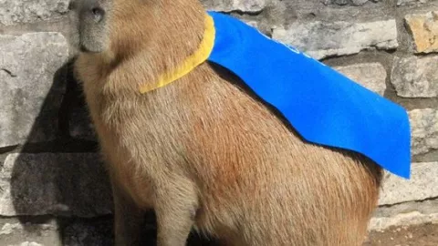 festival de la primavera