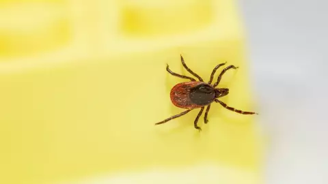 Muere niña de 2 años por picadura de garrapata; suman 6 decesos