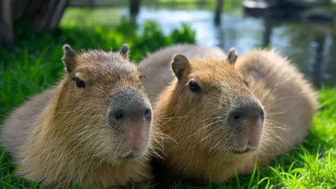 Capibaras tomando el Sol