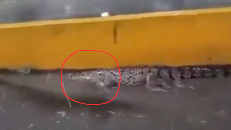 cocodrilo en central de abasto