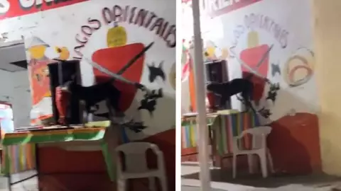 perro se come trompo de pastor