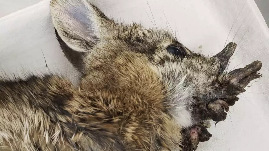 COLORADO-CONEJOS CON CUERNOS