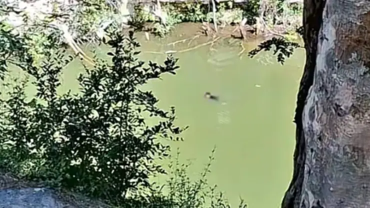 ¡Momentos de tensión! Joven se l4nz4 a CENOTE sagrado en Chichén Itzá; esto se sabe