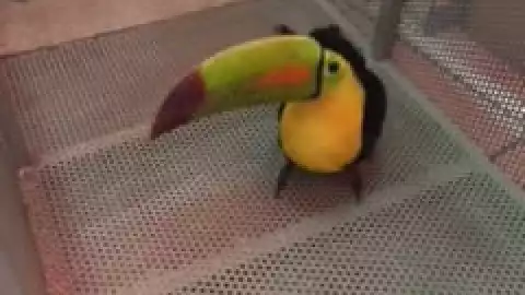 Tucán Ocelote Nayarit