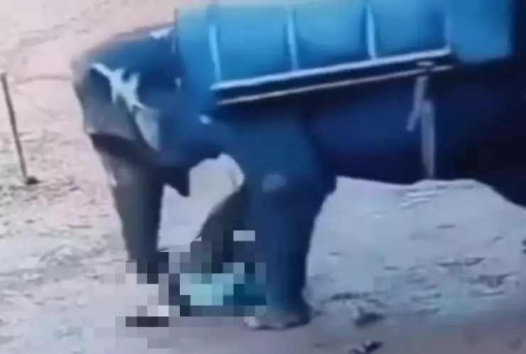 elefante pisa a hombre
