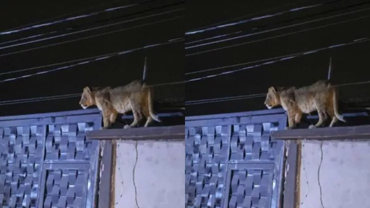 VIDEO | Captan a una leona en el techo de una casa en la colonia Ampliación Felipe Ángeles