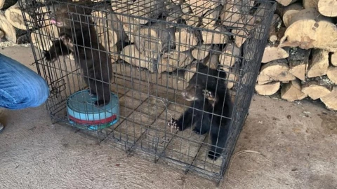 Oseznos en Zoológico Chihuahua