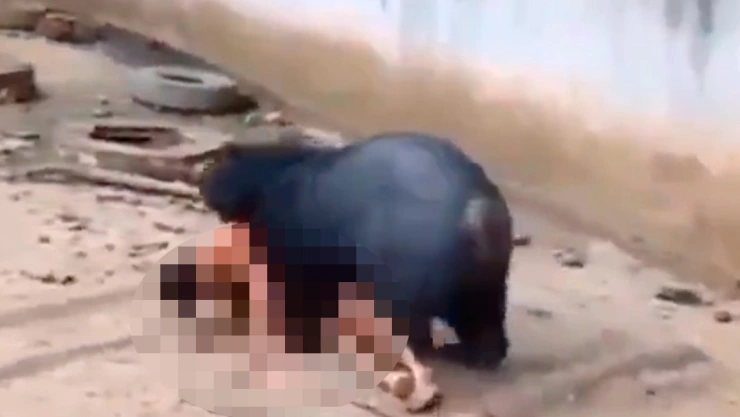 Oso arrastra a una persona dentro de su jaula