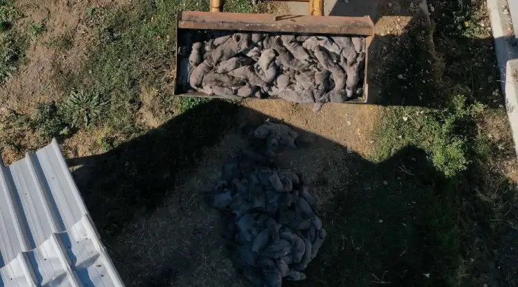visones sacrificados dinamarca.jpg