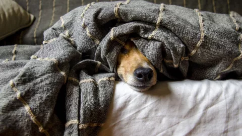 ¡Perros con chamarritas! Así debes cuidar a tus mascotas del frío