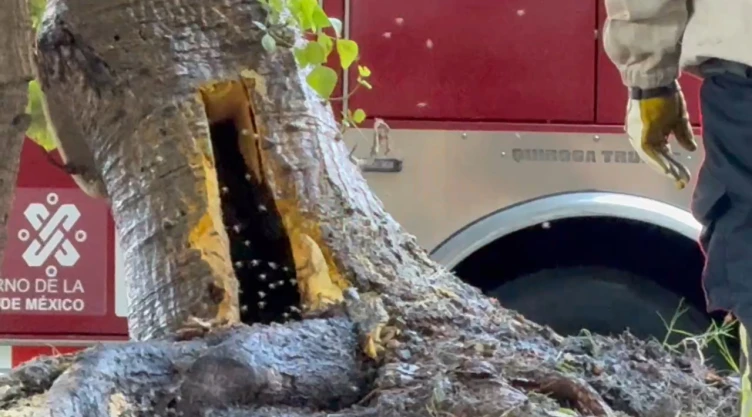 Ataque de abejas deja 10 víctimas en Coyoacán: así se vivió el momento