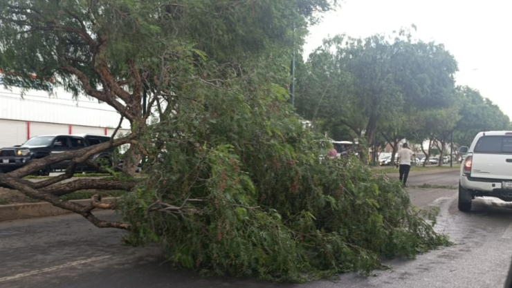 Caída de árbol en bulevar Torres Landa afecta tráfico de San Francisco a León