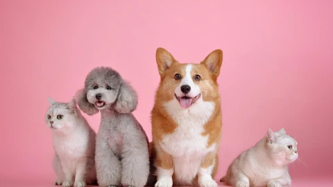 Mascotas