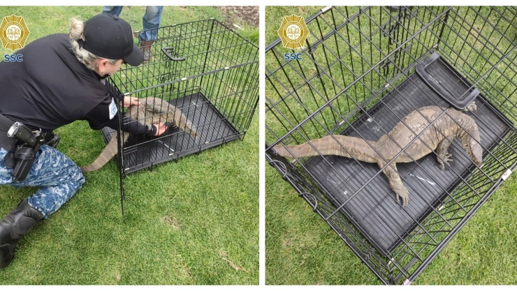 reptil canales Xochimilco