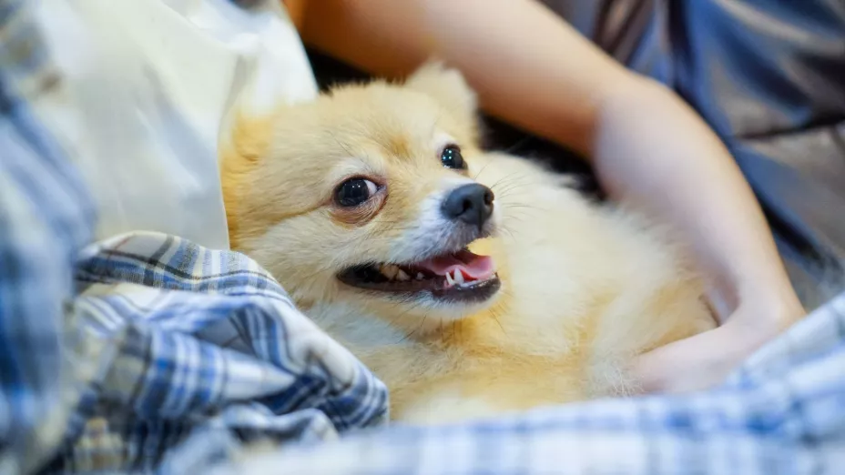 En el caso de que perro te mire fijamente y no responda a otros estímulos, es importante que acudas al veterinario.