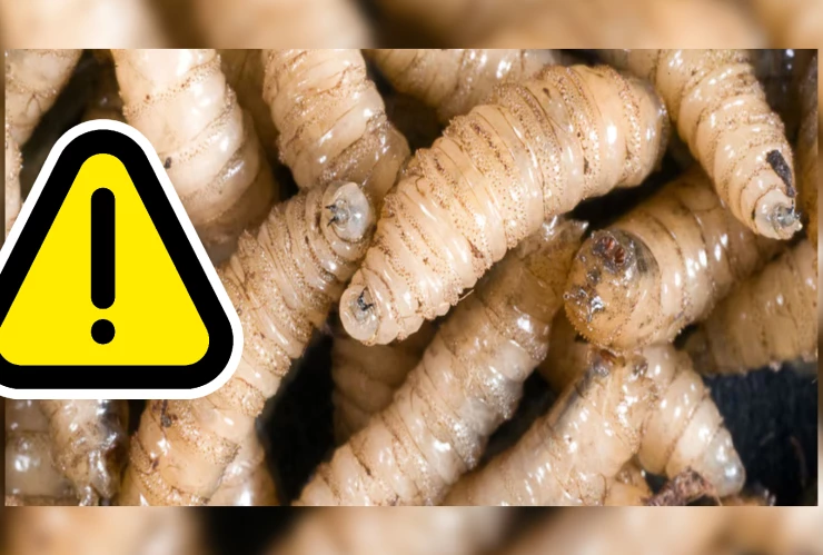 Mapastepec ‘en la mira’_ Confirman tercer caso de miasis por gusano barrenador en humanos en Chiapas.jpg