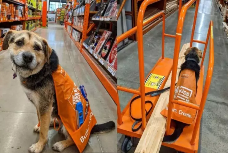 Perrita abandonada se convierte en empleada de una tienda