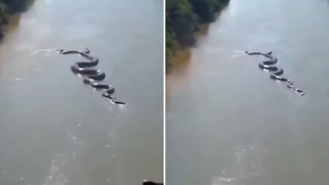 Captan una anaconda gigante en el Amazonas y el video impacta al mundo.png