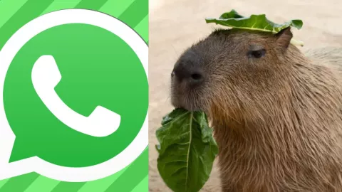 whatsapp-guia-paso-a-paso-para-activar-modo-capibara-facil-rapido-pbg-notas-mt